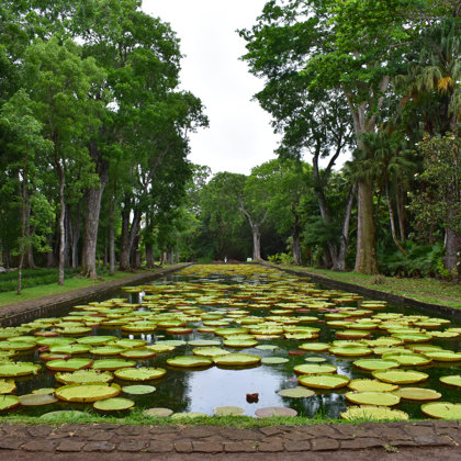 Sir Seewoosagur Ramgoolam Botanic Garden