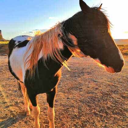 Kůň v Monument Valley