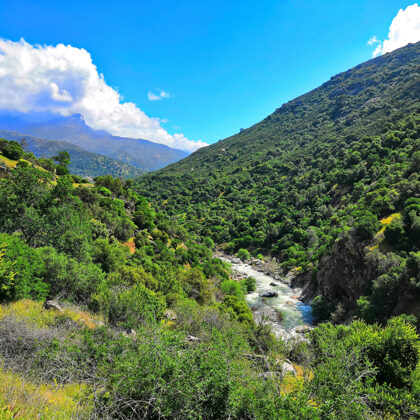 Seqouia National Park