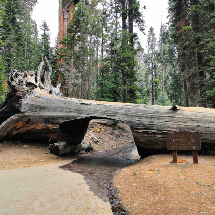 Sequoia National Park