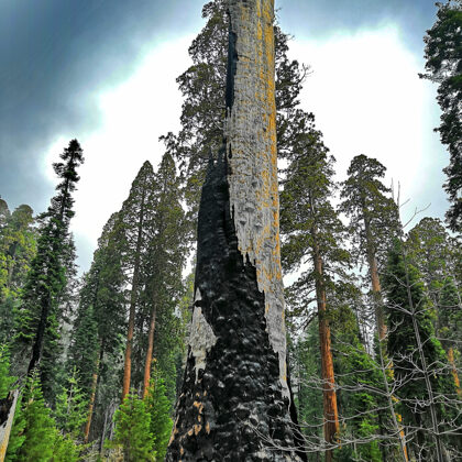 Sequoia National Park