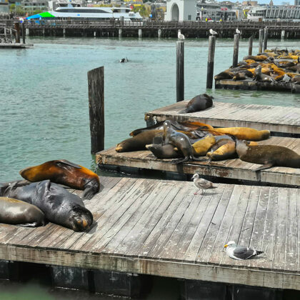 Lachtani v Pier 39, San Francisco