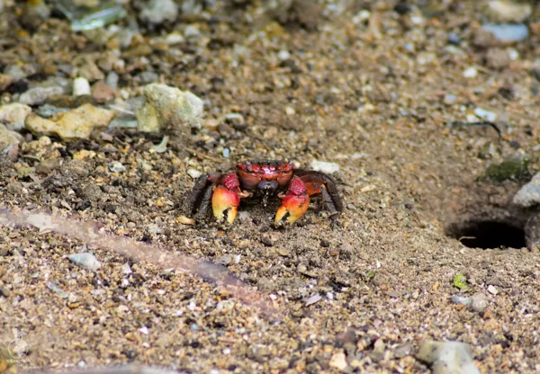 Krab