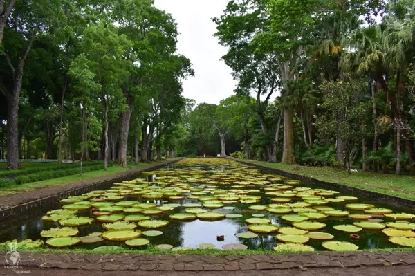 Sir Seewoosagur Ramgoolam Botanic Garden