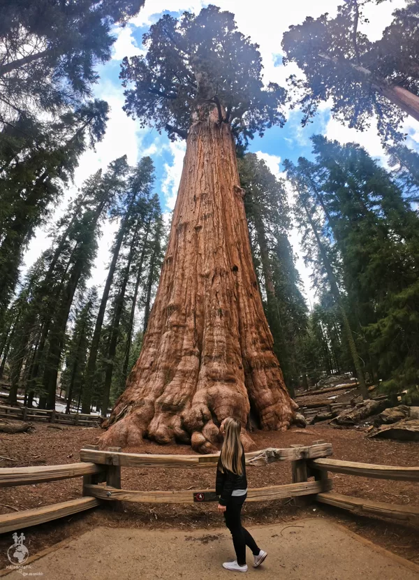 General Sherman Tree v Sequoia National Park