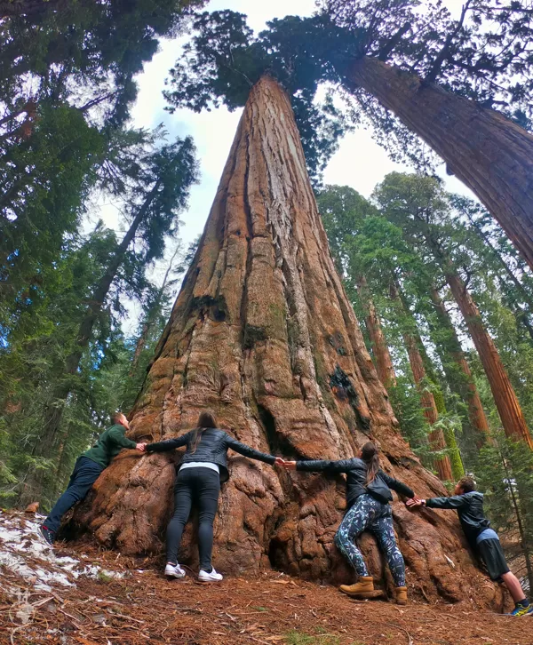 Sequoia National Park