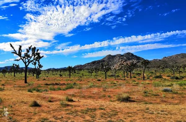 Joshua Tree National Park