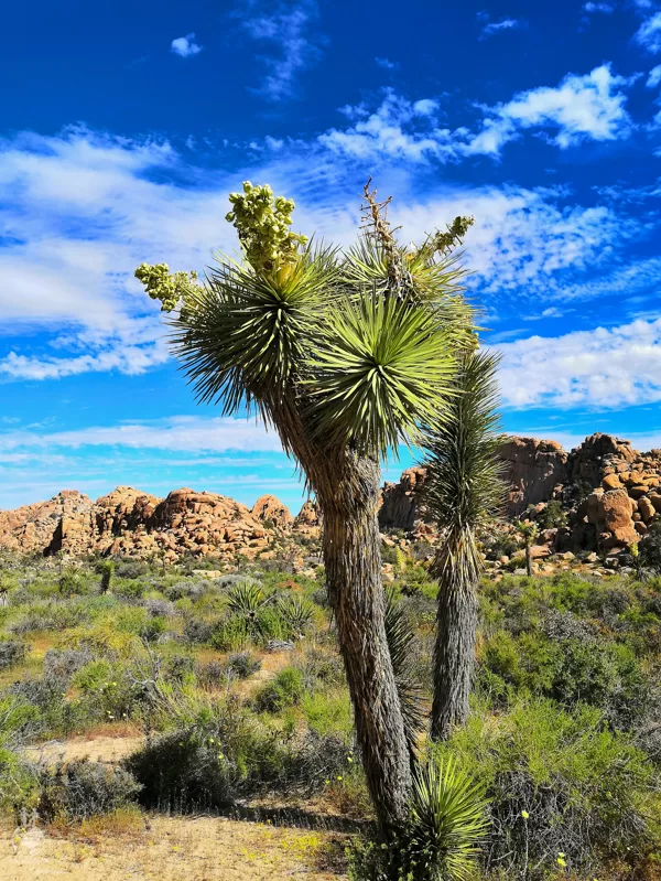 Joshua Tree National Park