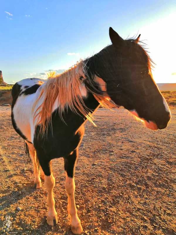 Kůň v Monument Valley