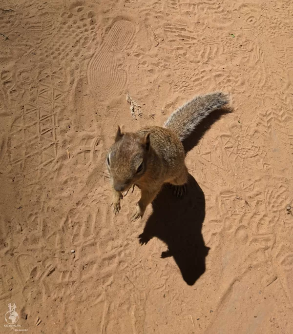 Chipmunkové v Zion National Park