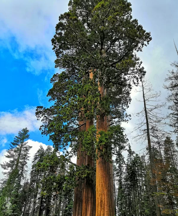 Sequoia National Park