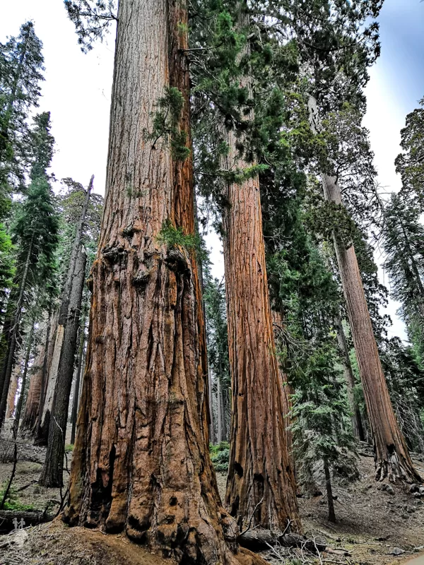 Sequoia National Park