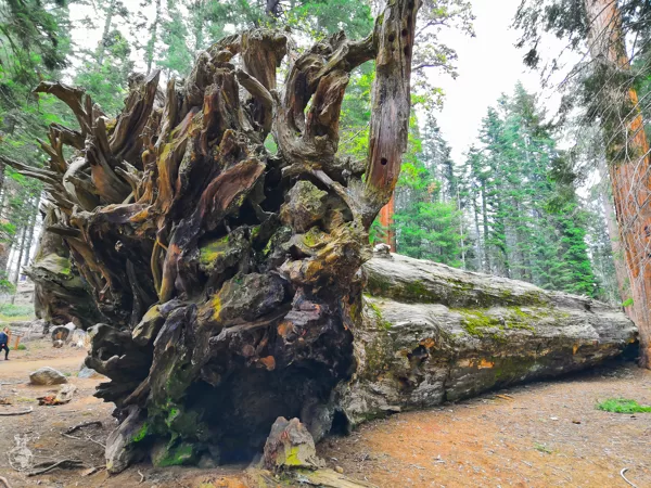 Sequoia National Park