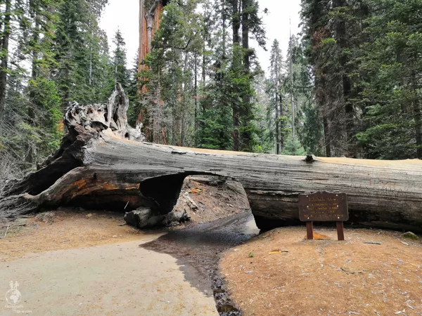 Sequoia National Park