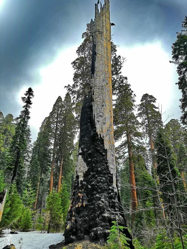 Sequoia National Park