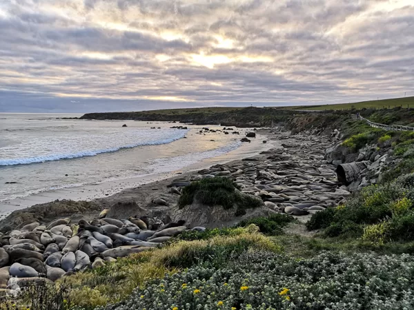 Elephant Seal Vista Point, Pacific Coast Highway
